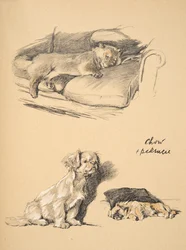 Chow e Pechinese, 1930, Illustrazioni dal suo Sketch Book usato per 